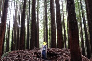 ガイドブックに載っていない穴場の観光スポット Redwood Forestで心と体をリフレッシュ オーストラリア ちゃんゆりブログ