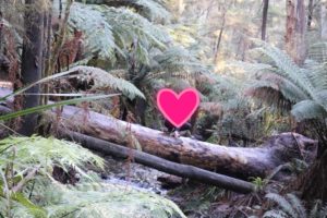 ガイドブックに載っていない穴場の観光スポット Redwood Forestで心と体をリフレッシュ オーストラリア ちゃんゆりブログ